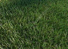 دانلود مدل سه بعدی چمن lawn