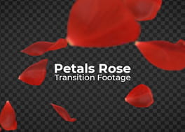فوتیج ترانزیشن گلبرگ های رز Petals Rose