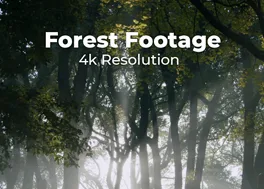 مجموعه فوتیج جنگل Forset Nature 4K