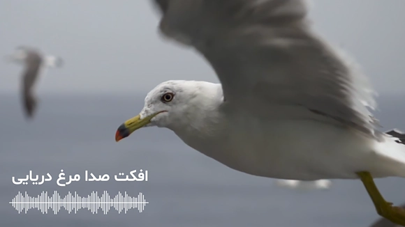 پک صدای مرغ دریایی باکیفیت