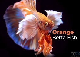 دانلود فوتیج ماهی فایتر Colorful Betta