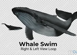 دانلود فوتیج سه بعدی وال Whale Swim